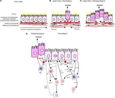 Deciphering the Complex Signaling Systems That Regulate Intestinal Epithelial Cell Death Processes and Shedding